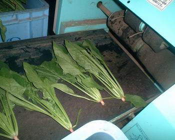 ベルトコンベアに続く